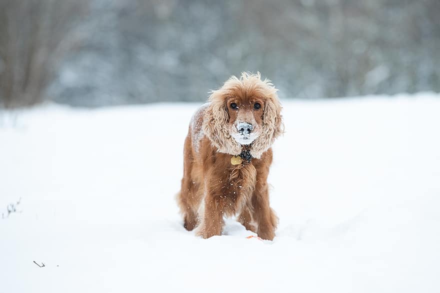 cockerpanieli, koira, lumi, pentu, lemmikki-, eläin, kotimainen koira, koiran-, nisäkäs, söpö, ihana