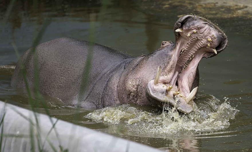 Hipotamus, Hippo, mlaştină, înot, împrejmuire, dantură, mușca, animal, animale în sălbăticie, dinți de animale, Africa