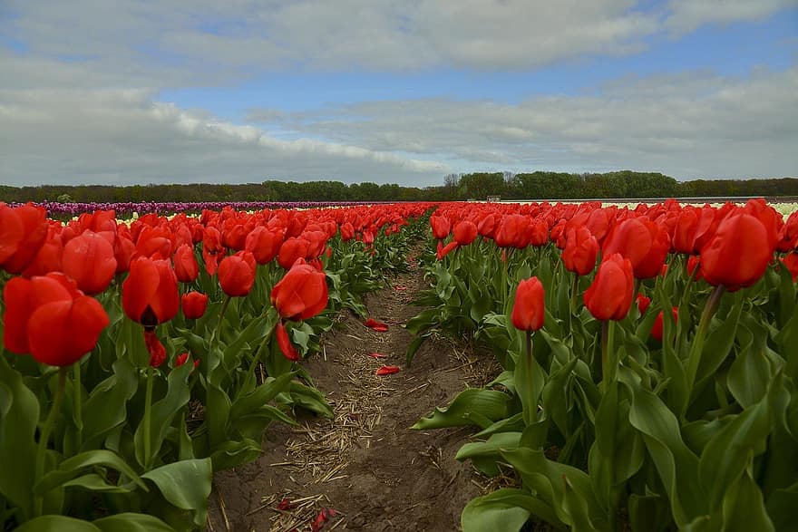 fleurs, tulipe, printemps, saisonnier, Floraison, fleur, botanique, champ, été, couleur verte, scène rurale