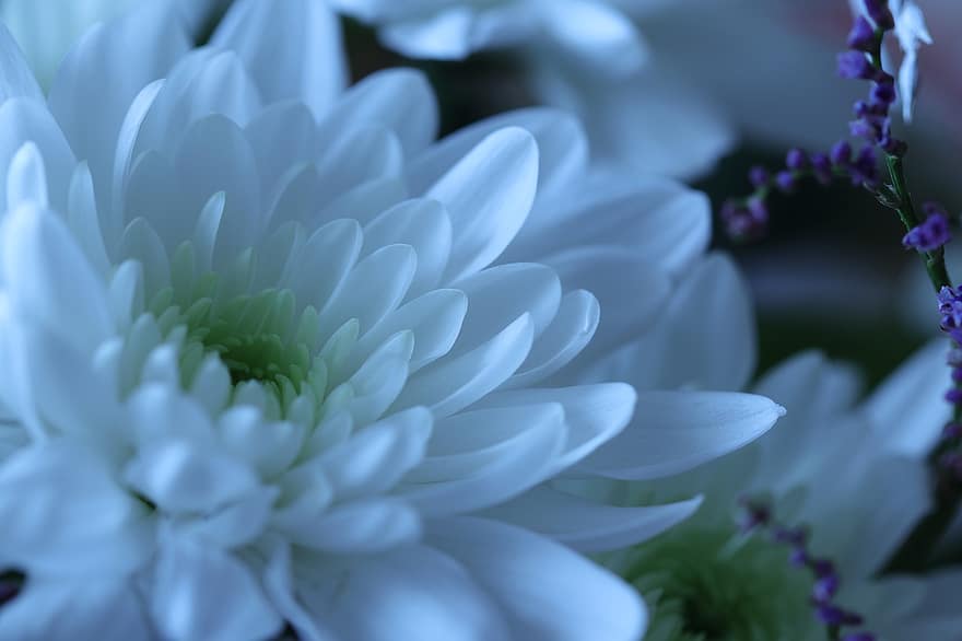 квітка, хризантема, білий, пелюстки, біла квітка, біла хризантема, білі пелюстки, цвітіння, флора