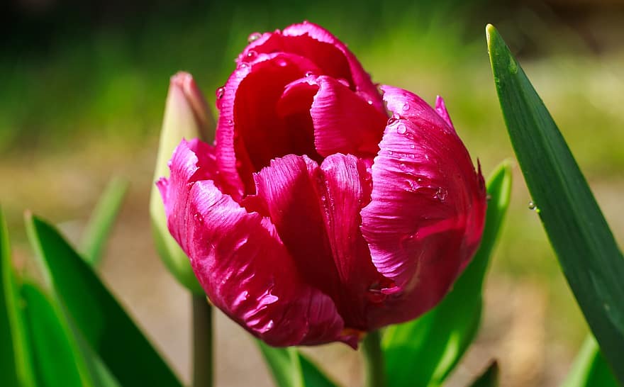 tulipán, růžový květ, růžový Tulipán, zahrada, květ, rostlina, flóra, Příroda, letní, květu hlavy, okvětní lístek