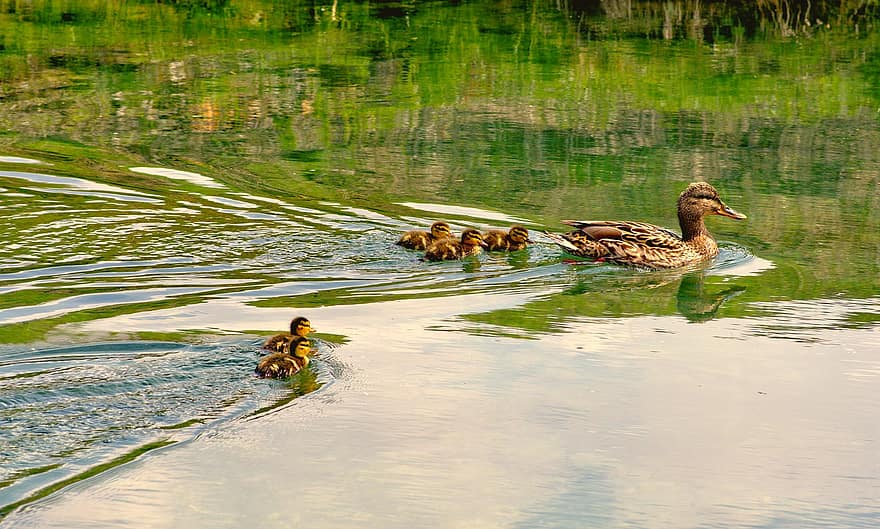 Ducks, Ducklings, Brood, Family, Duck Family, Mother Duck, Young Animals, Anatidae, Waterfowls, Water Birds, Birds