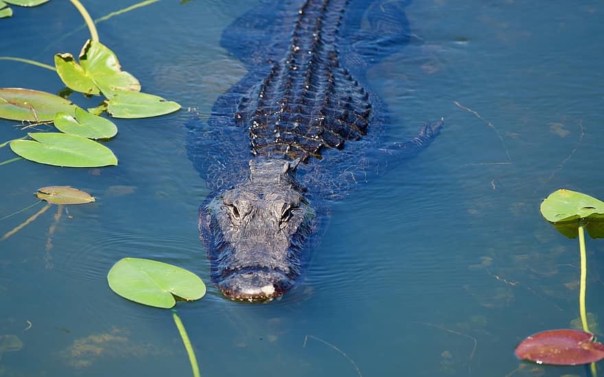 crocodilo, embaixo da agua, natação, réptil, animal selvagem, região selvagem, animais selvagens, fotografia da vida selvagem, animal, mundo animal, fauna