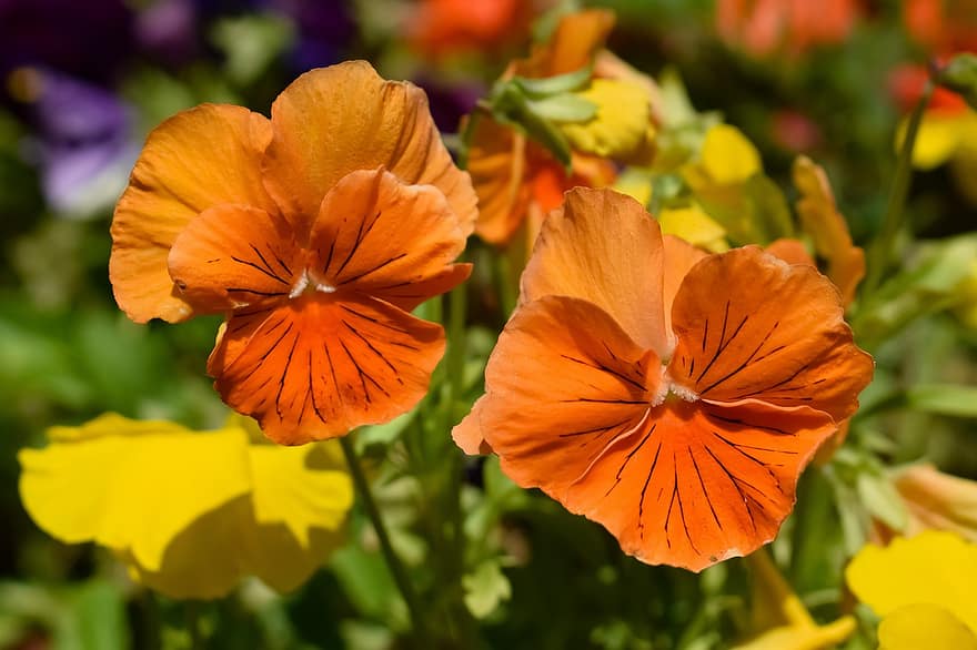 цветы, оранжевые цветы, растения, лепестки, оранжевые лепестки, цветение, цвести, Флора, сад, природа