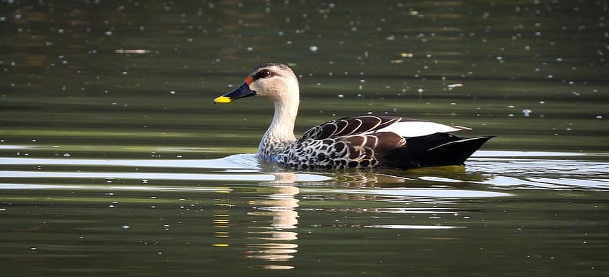 Indian Spot-billed Duck, Duck, Lake, Bird, Waterfowl, Water Bird, Aquatic Bird, Animal, Wildlife, Feathers, Plumage