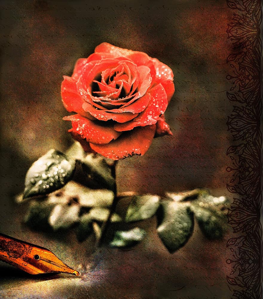 Rose, poesi, kærlighed, lavstori, romantik, digte, skønhed, kvinde, blomst, drømmende, mørk baggrund