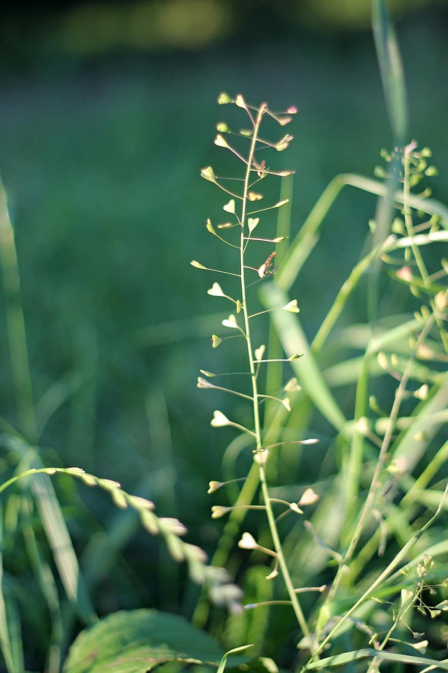 Grass, Weed, Heart, Plant, Green, Nature, Natural, Sheet, Herb, Meadow