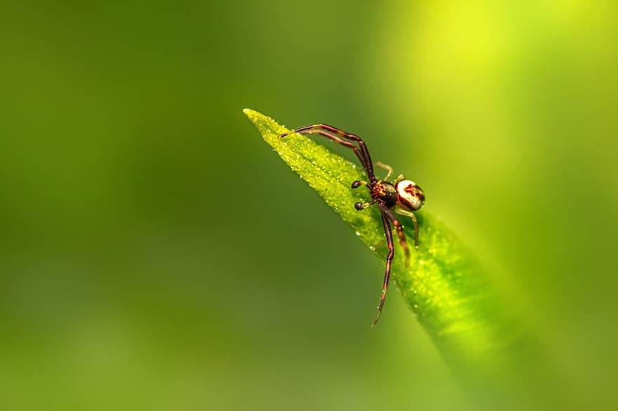 золотой краб паук, паук, лист, крупный план, макрос, насекомое, зеленого цвета, завод, летом, трава, падение