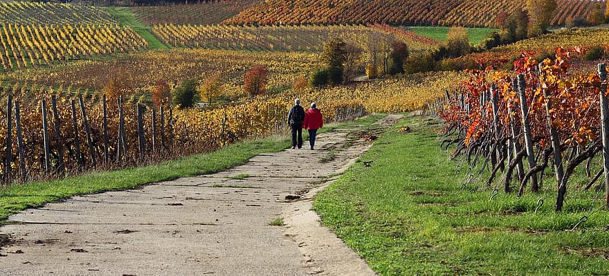 žmonių, vaikščioti, vynuogynas, kelias, plantacija, kaimo, vynmedžiais, vynuogininkystė, vynuogių auginimas, ruduo, rudenį