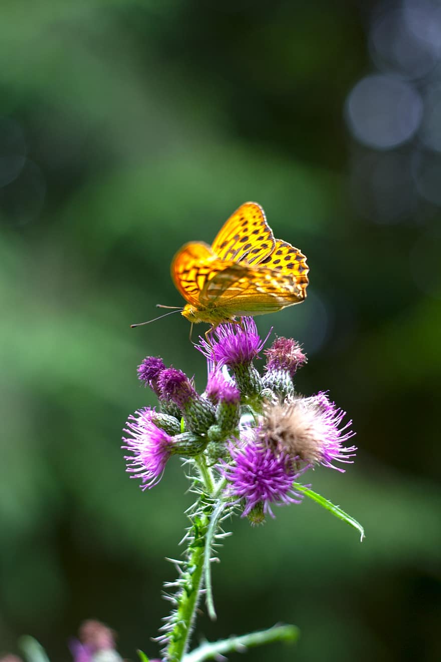 alto fritillary marrón, mariposa, flor, insecto, naturaleza, polinización