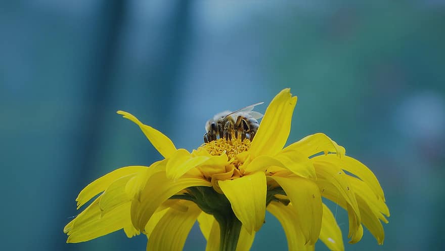 Bie, insekt, pollinere, pollinering, blomst, bevinget insekt, vinger, natur, Hymenoptera, entomologi, gul