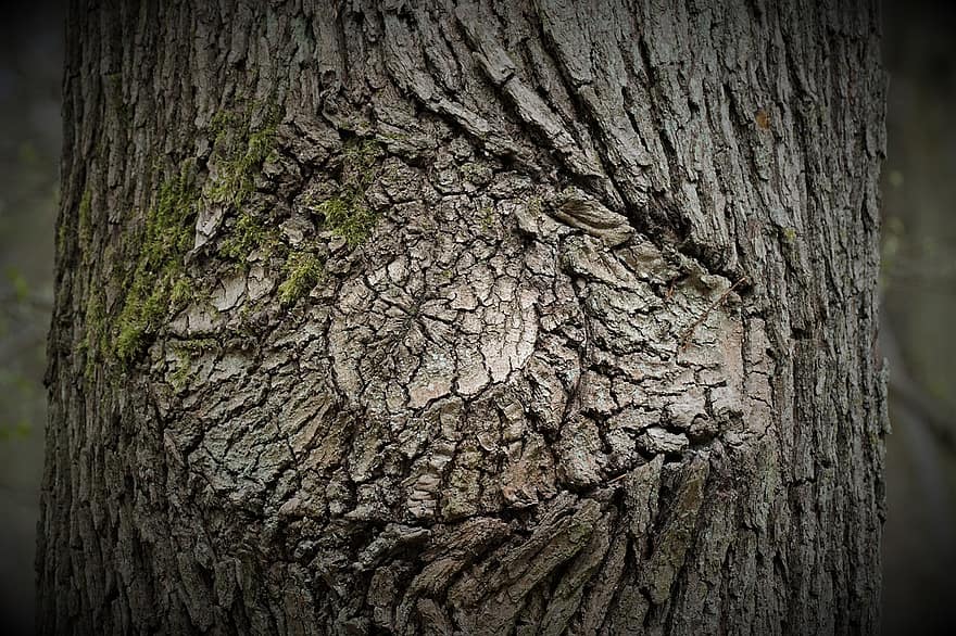 træ, bark, øje, stamme, mystisk, Skov, natur, tæt på, struktur, se, holde øje