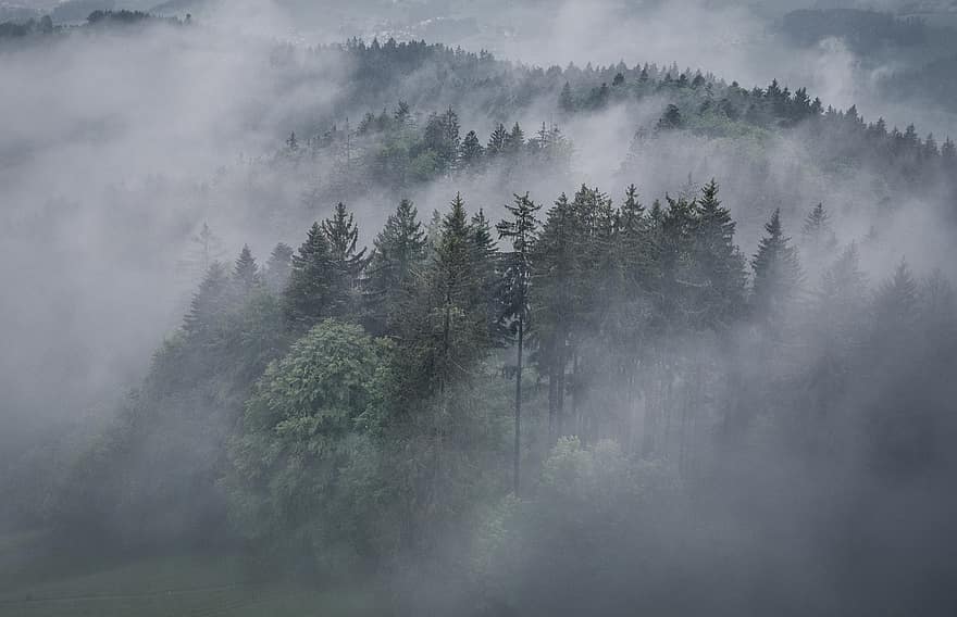 Nebel, Baum, Wald, nebelig, mystisch, Natur, Wetter, Landschaft, Schweiz, Drohne