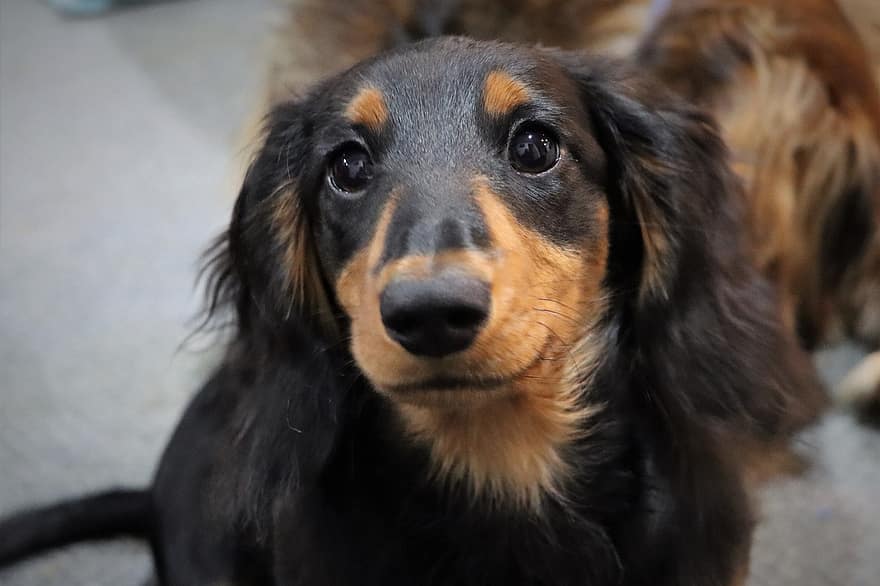 Dog, Canine, Dachshund, Pet, Domestic, Puppy, Long Haired Miniature Dachshund, Sausage Dog, Cute, Young, Animal