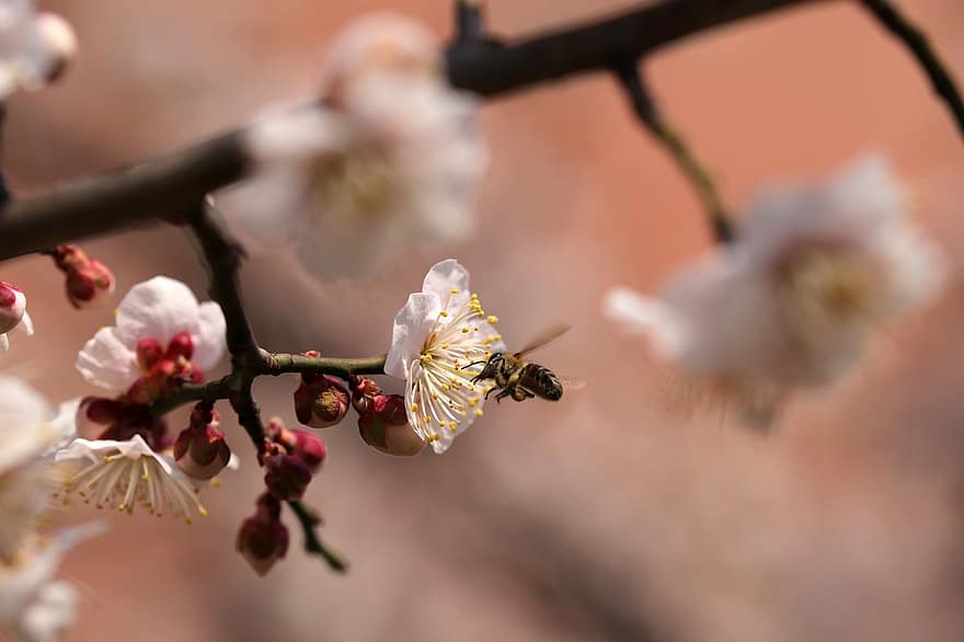 Pflaumenblüten, Biene, Bestäubung, Frühlingsblumen, Frühling, Pflaumenbaum, Blumen, Natur, Blume, Nahansicht, Ast