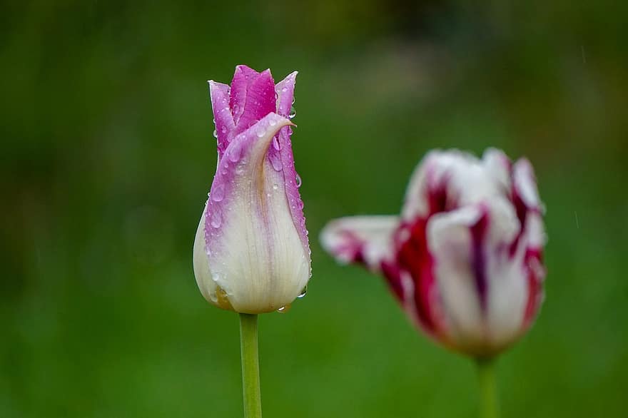 tulipán, květ, rosa, mokré, kapky rosy, kapky deště, růžový Tulipán, okvětní lístky, jarní květina, rostlina, déšť