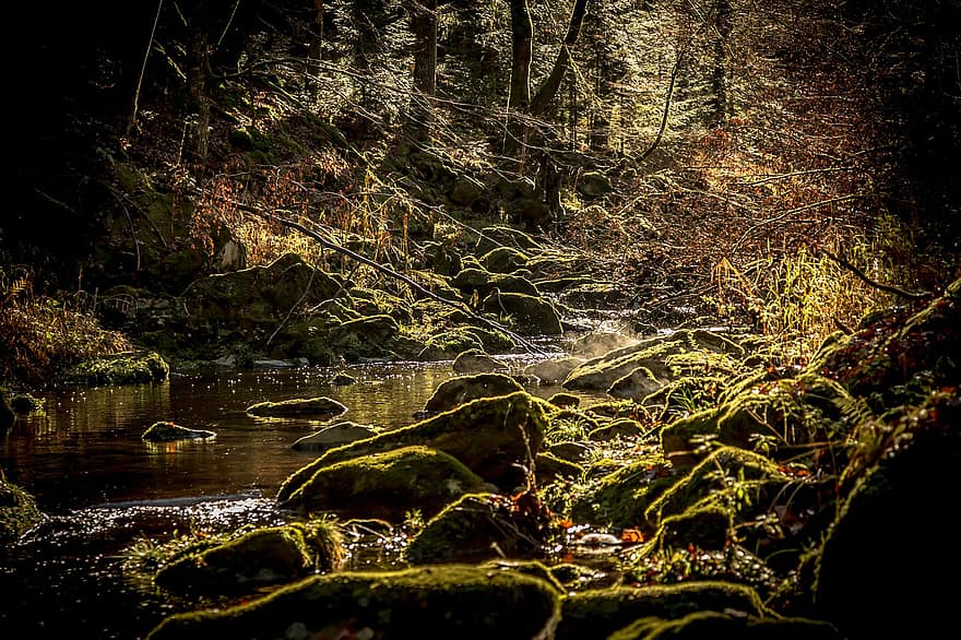 Stream, Rocks, Forest, Stones, Creek, Moss, Trees, Woods, Wilderness, Landscape, Nature