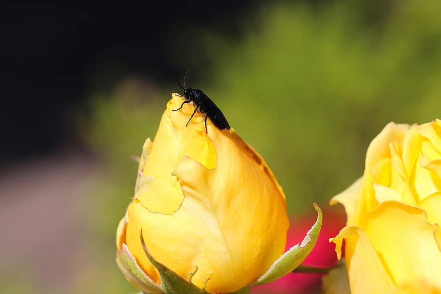буболечка, насекомо, роза, цвете, жълто цвете, пъпка, растение, природа