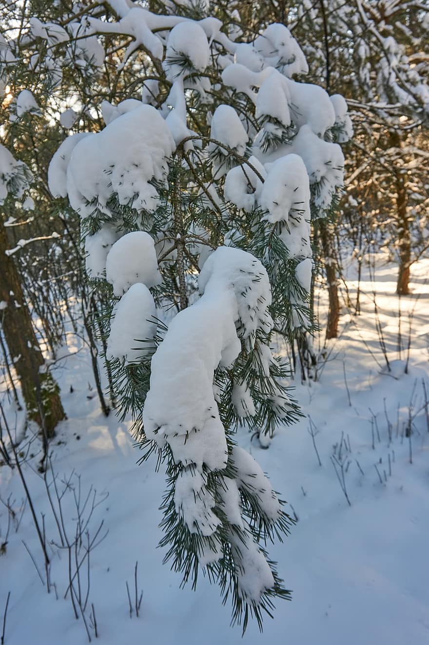 agulhas de pinheiro, neve, inverno, filiais, enfeitar, frio, geada, sai, raminho, galhos, árvore