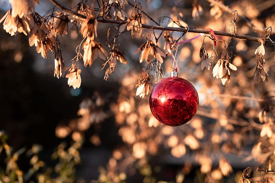 Kalėdos, medis, švelnus, Kalėdų kamuolys, Kalėdų žiedas, ornamentas, Kalėdų papuošimas, Kalėdų dekoras, šventė, gruodžio mėn, dekoratyvinis