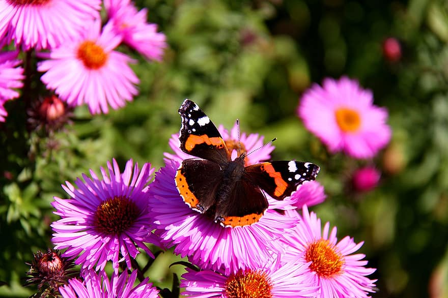 papallona, flors, pètals, insecte, asters, jardí, estiu, a l'aire lliure, sol, flora, fauna