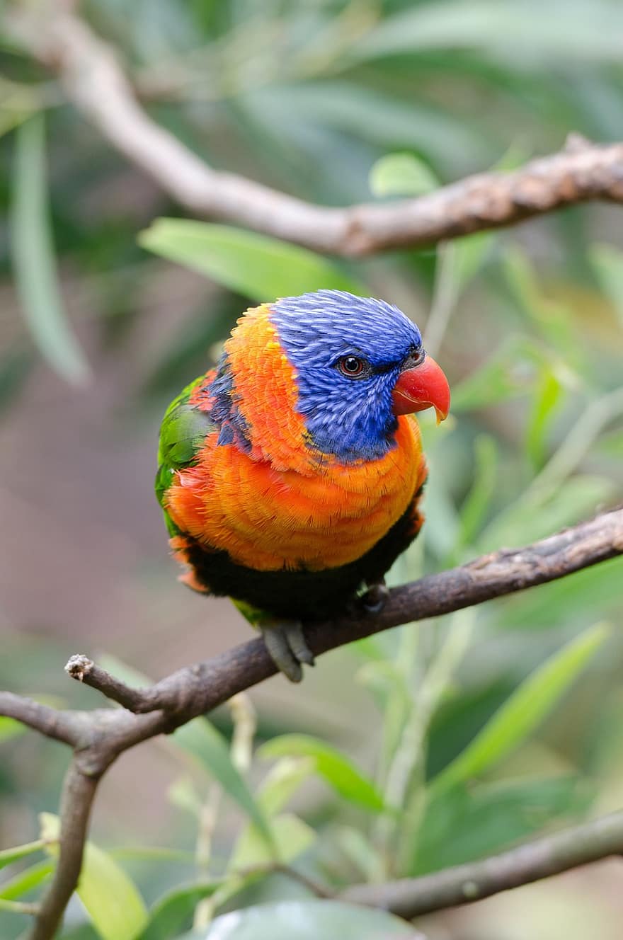 arcobaleno, lorikeet, pappagallo, Australia, uccello, natura, animale, tropicale, appollaiati, ramo, seduta