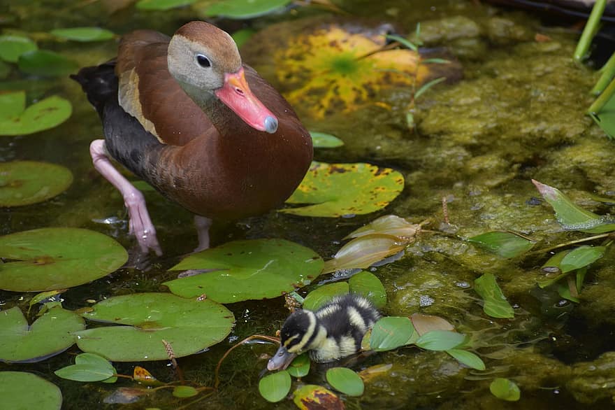 Duck, Birds, Duckling, Pond, Lily Pads, Animals, Plumage, Feathers, Beaks, Bills, Waterfowls