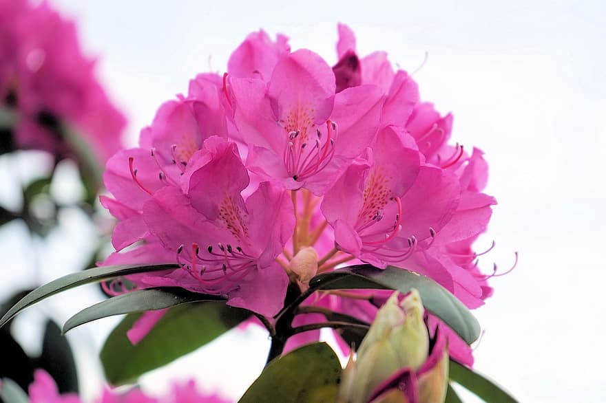 bunga-bunga merah muda, bunga-bunga, rhododendron, alam, taman