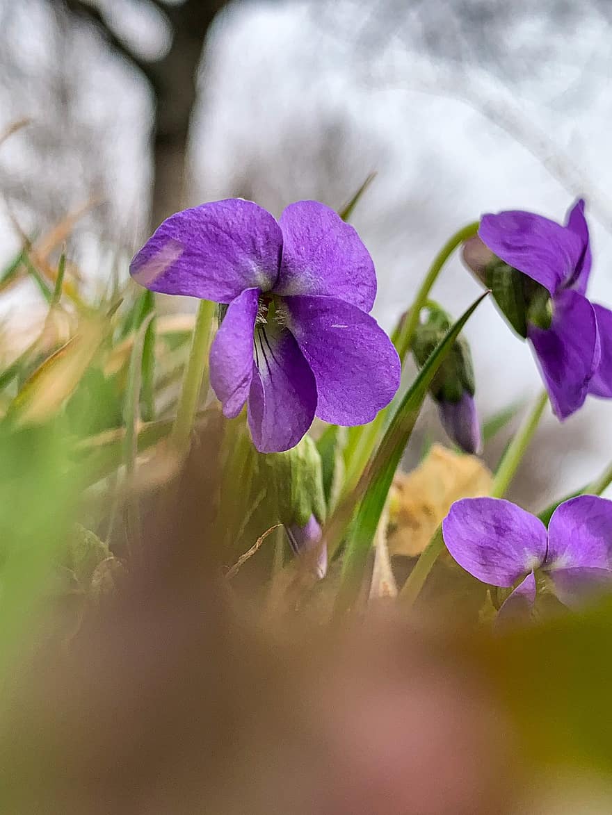 dulce violet, flori, plantă, petale, a inflori, floră, primăvară, natură