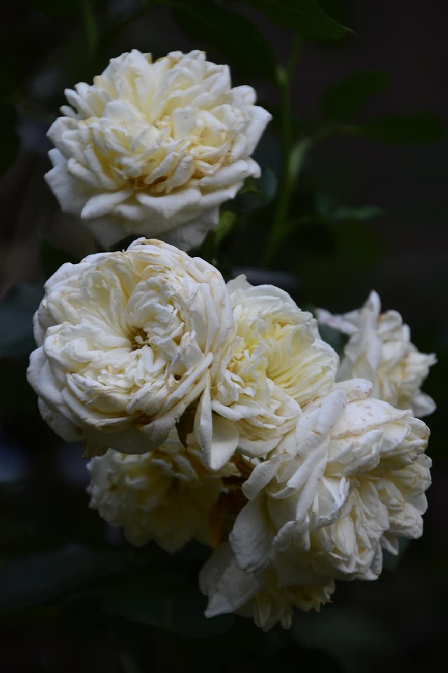 roser, hvide roser, hvide blomster, have, natur, bryllup blomster, baggrund, tapet