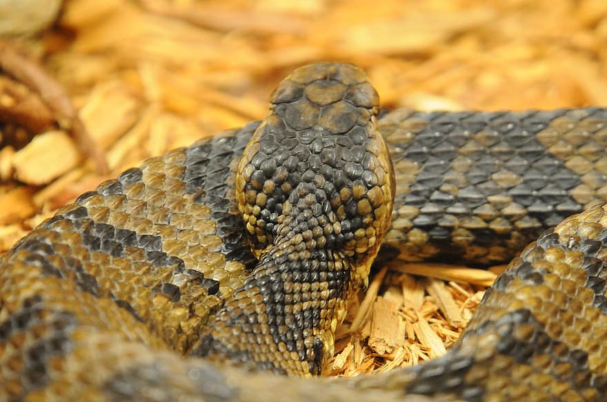 con rắn, viper, độc, động vật hoang dã, có nọc độc, nguy hiểm, thú vật, Thiên nhiên