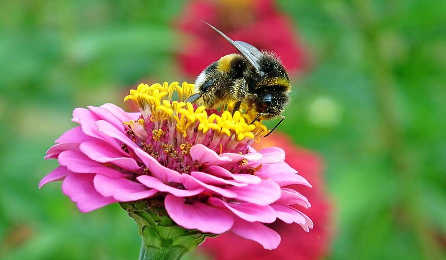 bondar, insecte, flori, zinnia, polenizare, vară, grădină, floare, a închide, albină, insectă