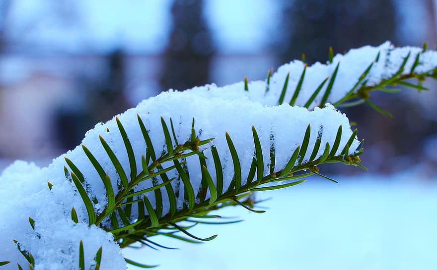 větev, rostlina, led, mráz, ratolest, sníh, zimní, detail, strom, sezóna, les