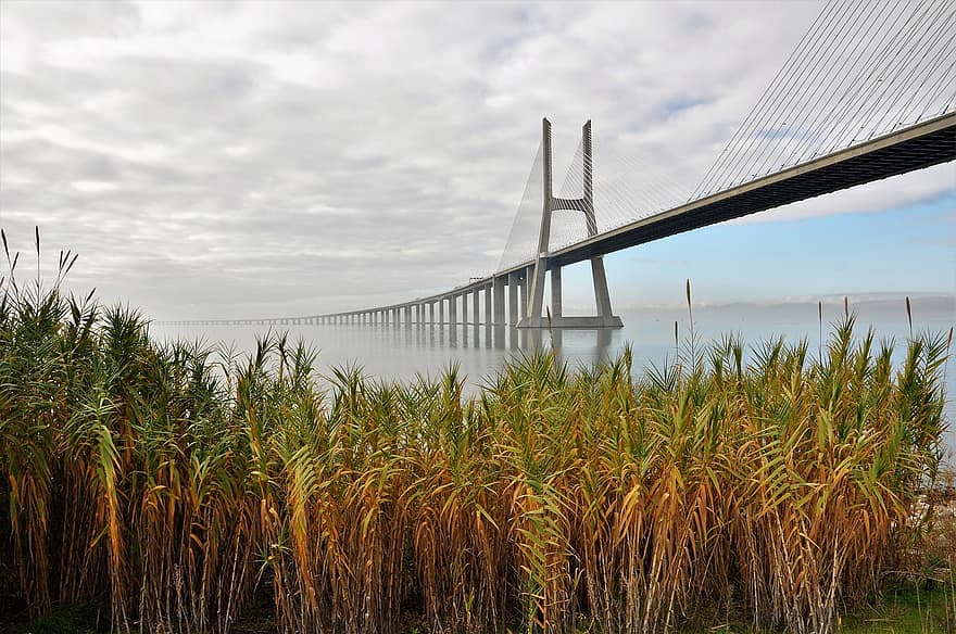 brug, rivier-, riet, gras, hangbrug, verkeersbrug, mist, landschap, Lissabon, Portugal