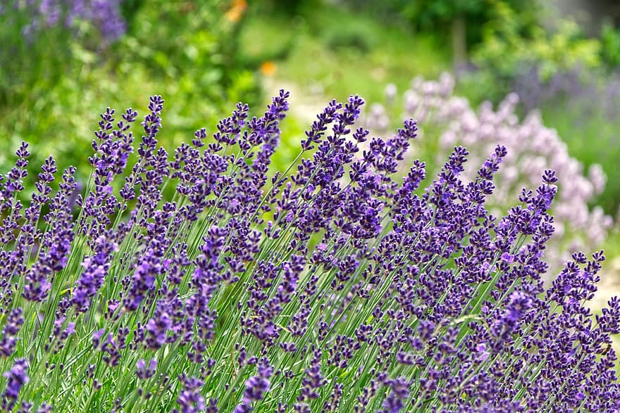 lavandă, grădină, vară, natură, ierburi, Violet, violet, primăvară, flori, botanică, plantă