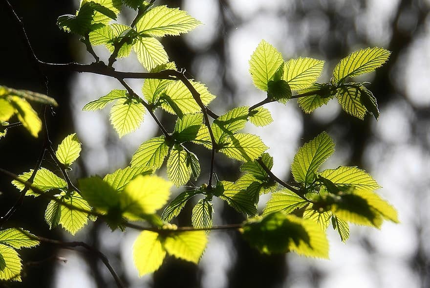 Leaves, Foliage, Branch, Tree, Forest, Woods, Spring Time, leaf, green color, plant, summer