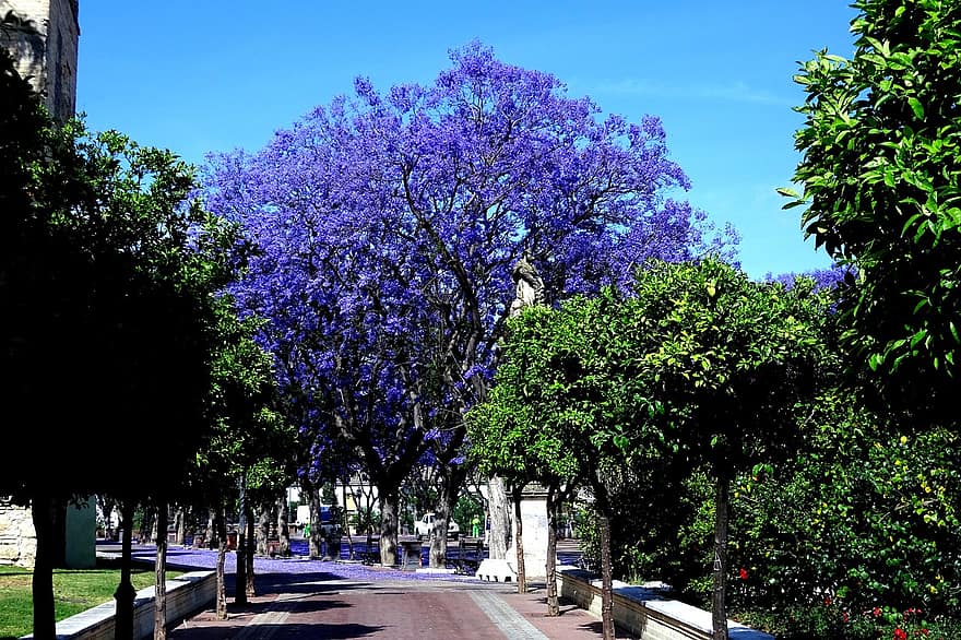 palisander træ, gade, Portugal, landskab