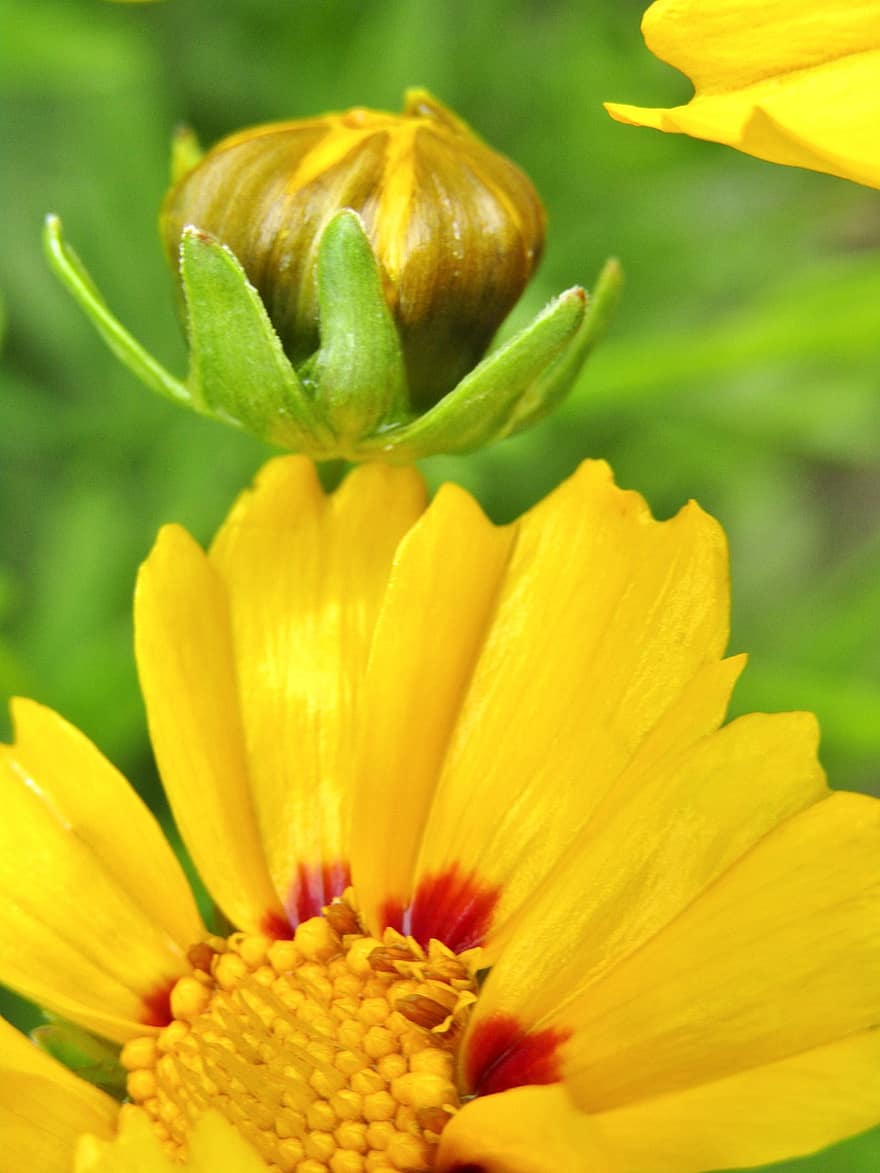 Τσιμπούρι, μπουμπούκι, φυτό και άνθος, Coreopsis με μεγάλα άνθη, Μεγάλος άνθος τσιμπούρι, Ανατολή του ηλίου, λουλούδι, άνθος, ανθίζω, ύπερος άνθους, κίτρινος