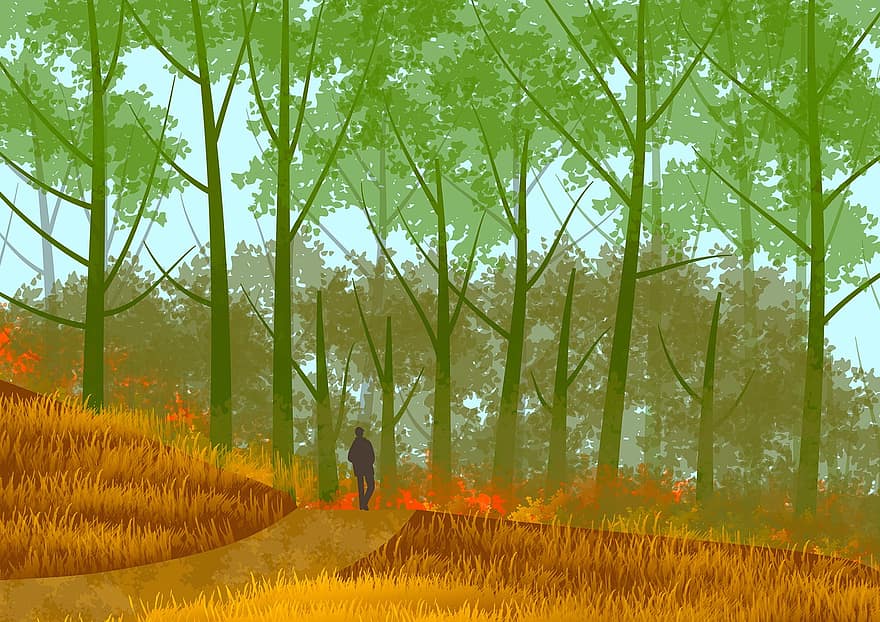 Mann, Wald, Pfad, Bäume, Pflanzen, Hintergrund, Tapete, Natur, szenisch, Panorama, Szenario