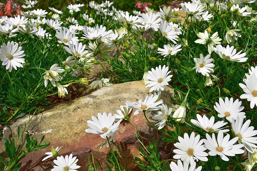 Daisies, Flowers, White Flowers, Bloom, Blossom, Flowering Plant, Ornamental Plant, Plant, Flora, Nature, Meadow