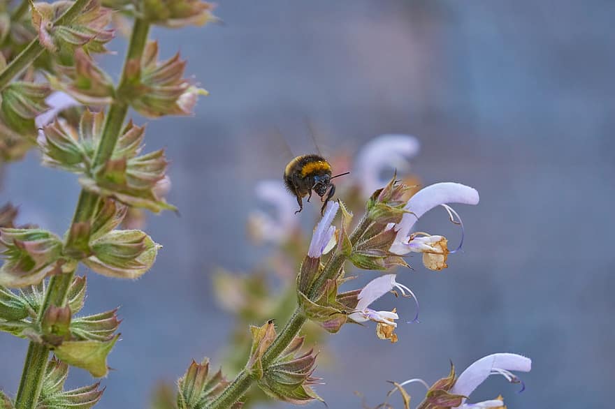 abeille, insecte, en volant, pollen, nectar, fleur, jaune, noir, pollinisation, la nature