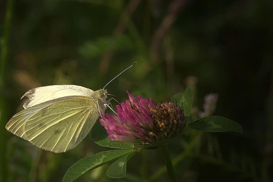 vlinder, bloesem, bloeien, wit, insect, natuur, zomer, vlinders, detailopname, tuin-, paars