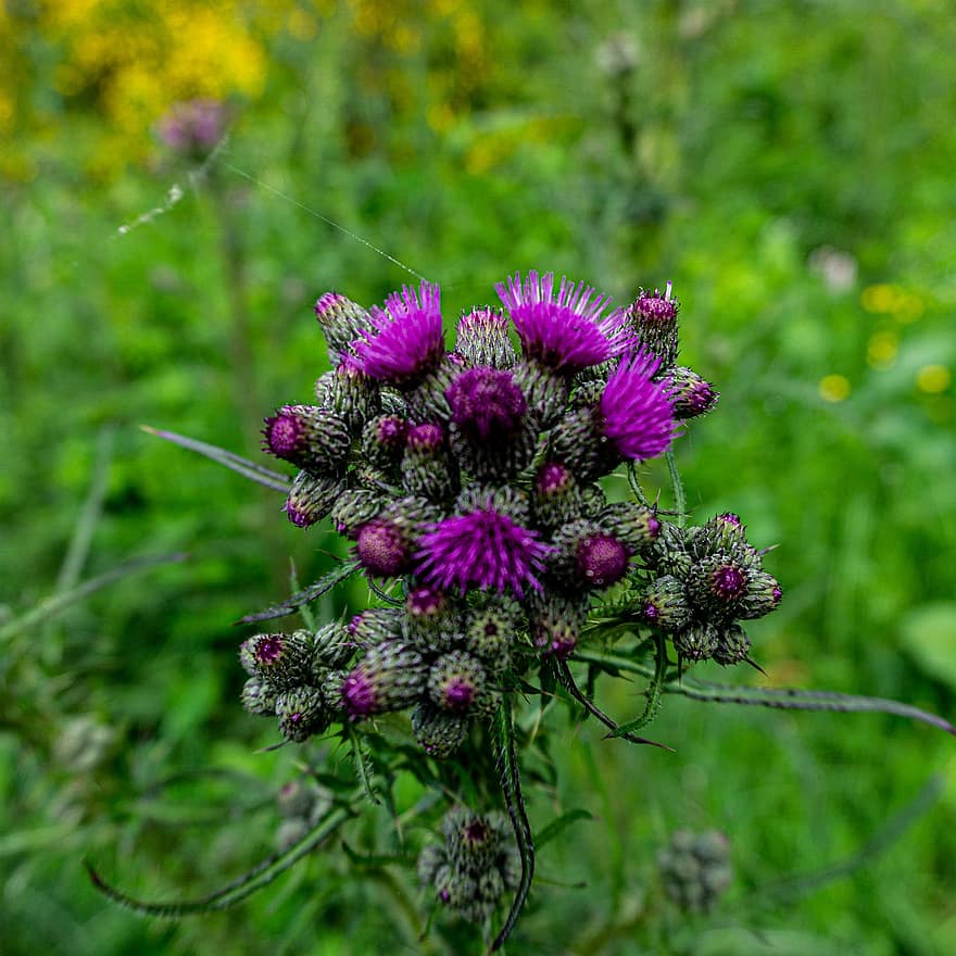 Thistle, Flowers, Plant, Bloom, Prickly, Meadow, Nature