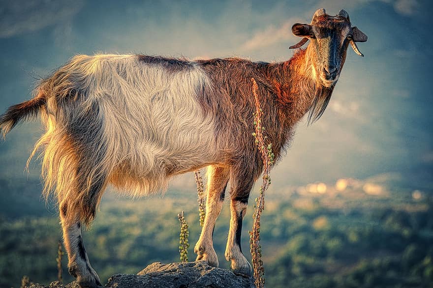 cabra, animal, bestiar, cabra de muntanya, cabra de billy, mamífer, pell, pelut, agricultura, món animal