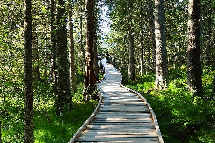 metsä, pysäköidä, kävelytie, puinen polku, maisema, Puut, kasvit, luonto, woods, polku