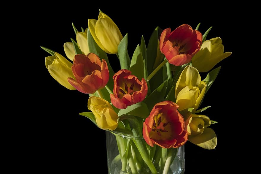 Tulpen, Blumen, Vase, Blumenvase, Pflanze, blühen, Frühling, dekorativ, Sonnenlicht, Licht, Nahansicht