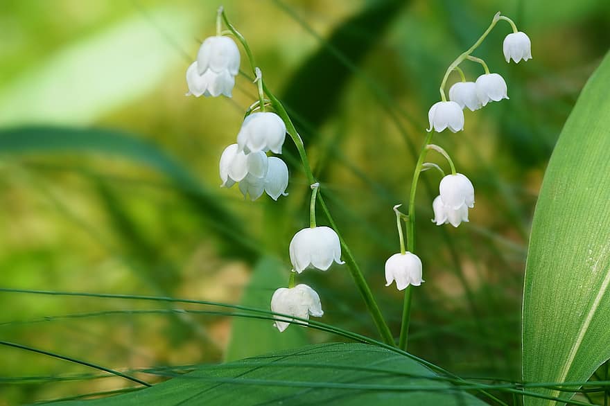 Flowers, Lily Of The Valley, Meadow, Grass, Outdoors, Nature, plant, close-up, flower, green color, summer