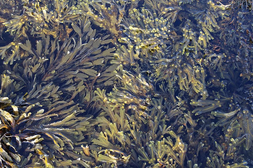 algas marinas, alga marina, Macroalgas, naturaleza
