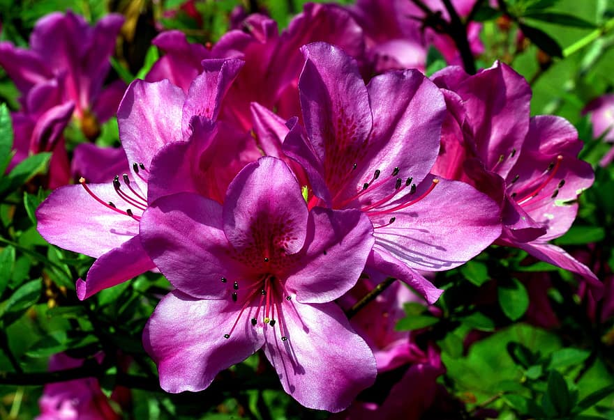Azaleas, Flowers, Purple Flowers, Petals, Purple Petals, Bloom, Blossom, Flora