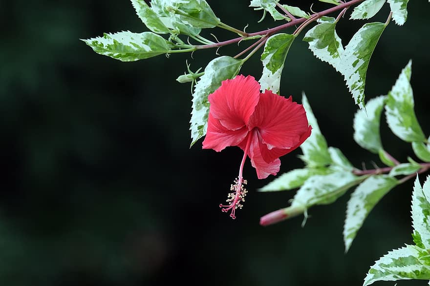 Hibiscus, Flower, Red Flowers, Leaves, Petals, Red Petals, Bloom, Blossom, Flora